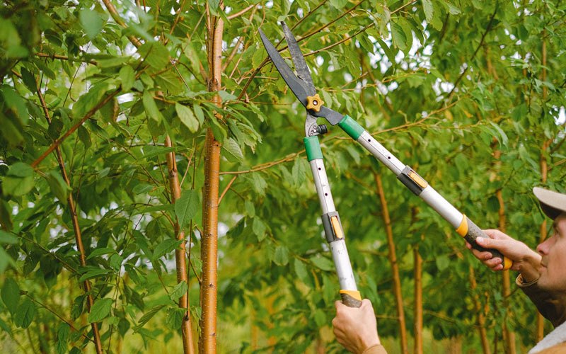 Tree trimming in Martensdale, IA
