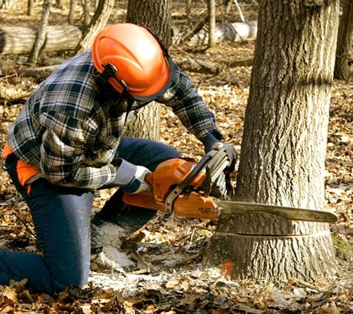 Tree Removal in Martensdale, IA